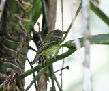 Scale-crested Pygmy Tyrant - Lophotriccus pileatus