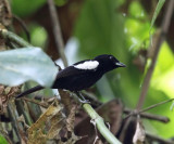 White-shouldered Tanager - Tachyphonus luctuosus