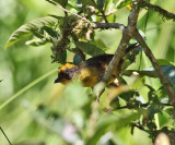 Tricolored Brush-Finch - Atlapetes tricolor