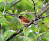 One-colored Becard - Pachyramphus homochrous