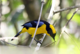 Blue-winged Mountain Tanager - Anisognathus somptuosus