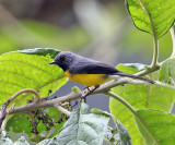 Slate-throated Whitestart - Myioborus miniatus