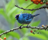 Golden-naped Tanager - Tangara ruficervix