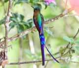 Ecuador Birds