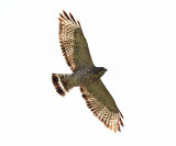 Broad-winged Hawk - Buteo platypterus 