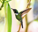 Wedge-billed Hummingbird - Schistes geoffroyi