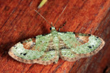 Eupithecia nemoralis