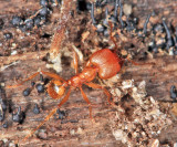 Pheidole sp.