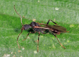 Pogonomyrmex sp. (male)