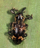 Hylobiina