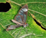 Ithomia terra terrana