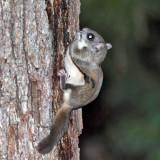 Southern Flying Squirrel - Glaucomys volans