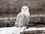 Snowy Owl - Bubo scandiacus