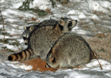 Raccoon - Procyon lotor