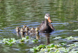 Mottled Duck - Anas fulvigula (with chicks)