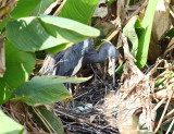 Tricolored Heron - Egretta tricolor (on nest with eggs)