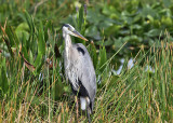 Great Blue Heron - Ardea herodias