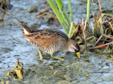 Sora - Porzana carolina