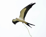 Swallow-tailed Kite - Elanoides forficatus