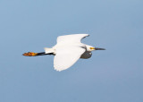 Snowy Egret - Egretta thula