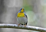 Northern Parula - Setophaga americana