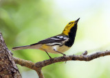 Black-throated Green Warbler - Setophaga virens