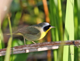 Common Yellowthroat - Geothlypis trichas