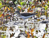 Solitary Sandpiper - Tringa solitaria