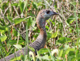 Wild Turkey - Meleagris gallopavo