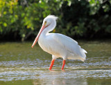 American White Pelican - Pelecanus erythrorhynchos