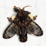 4677 - Hag Moth - Phobetron pithecium