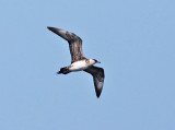 Parasitic Jaeger - Stercorarius parasiticus