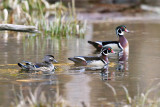 Wood Ducks - Aix sponsa