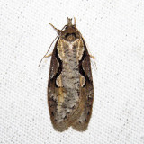 0912  Packards Concealer Moth  Semioscopis packardella