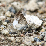 6666 - Bluish Spring Moth - Lomographa semiclarata