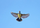 Western Kingbird - Tyrannus verticalis