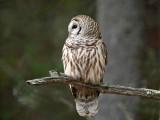 Barred Owl - Strix varia