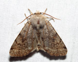 10495  Speckled Green Fruitworm Moth  Orthosia hibisci