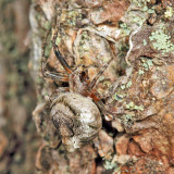 Humpbacked Orbweaver - Eustala anastera