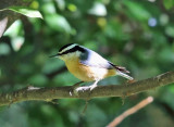 Red-breasted Nuthatch - Sitta canadensis 