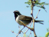 Black-throated Sparrow - Amphispiza bilineata 