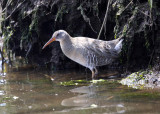 Clapper Rail - Rallus crepitans