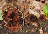 Shiny Cinnamon Polypore - Coltricia cinnamomea 