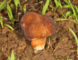 Xanthoconium purpureum