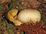 Parasitic Bolete - Pseudoboletus parasiticus