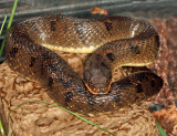 Eastern Hognose Snake - Heterodon platirhinos