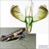 0600 - Caloptilia cornusella *