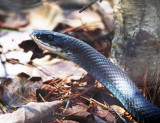 Northern Black Racer - Coluber constrictor constrictor