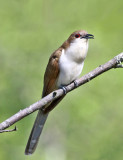 Black-billed Cuckoo - Coccyzus erythropthalmus