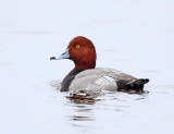 Redhead - Aythya americana